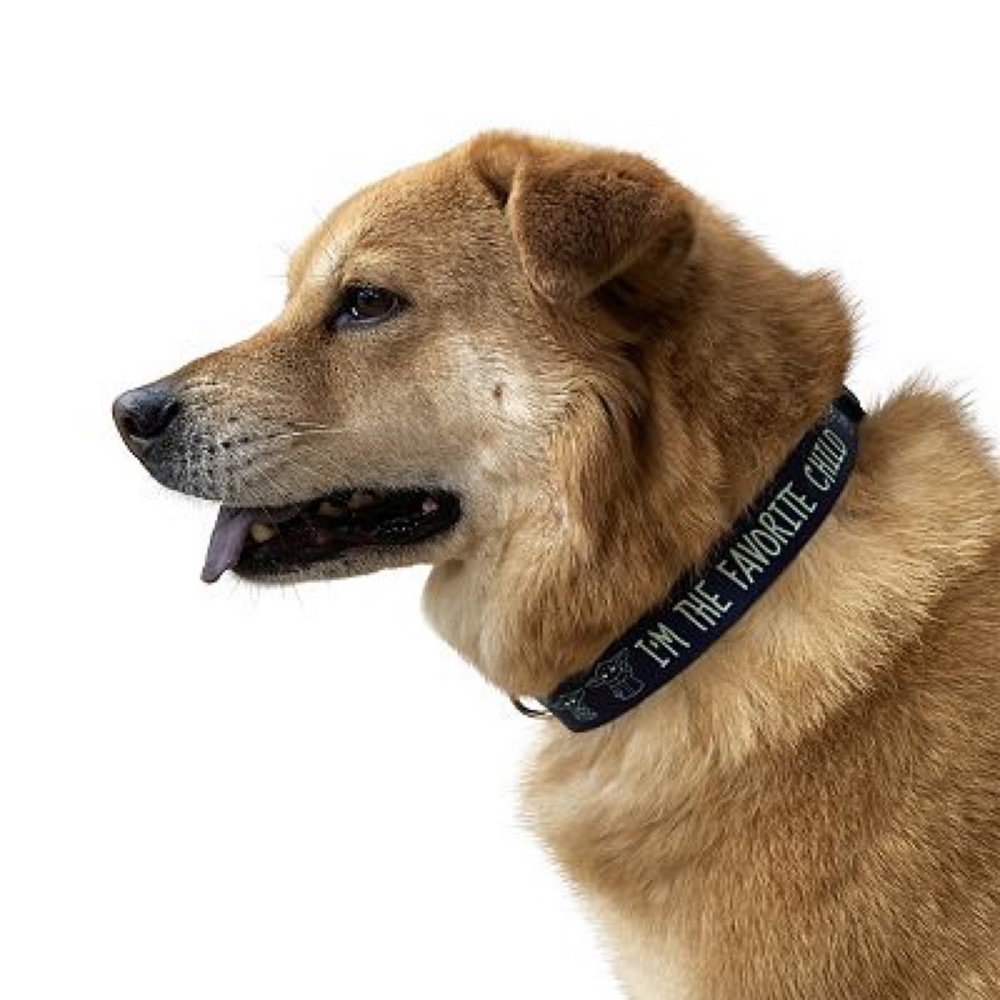 Star Wars "The Favorite Child" Dog Collar Medium